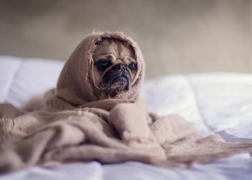 Dog wrapped in blanket, looking pitiful on a bed.