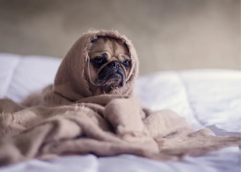 Cute dog wrapped in blanket on a bed