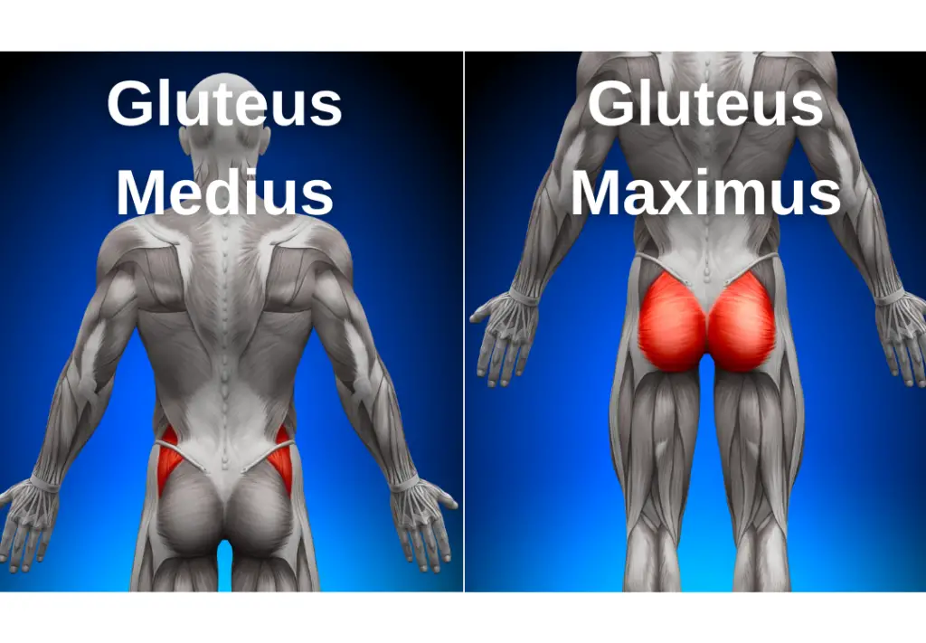 Gluteus medius and gluteus maximus muscle anatomy