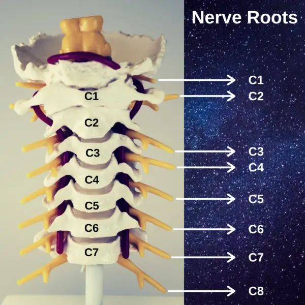 The Authoritative Guide to Cervical Radiculopathy (and 8 Effective ...