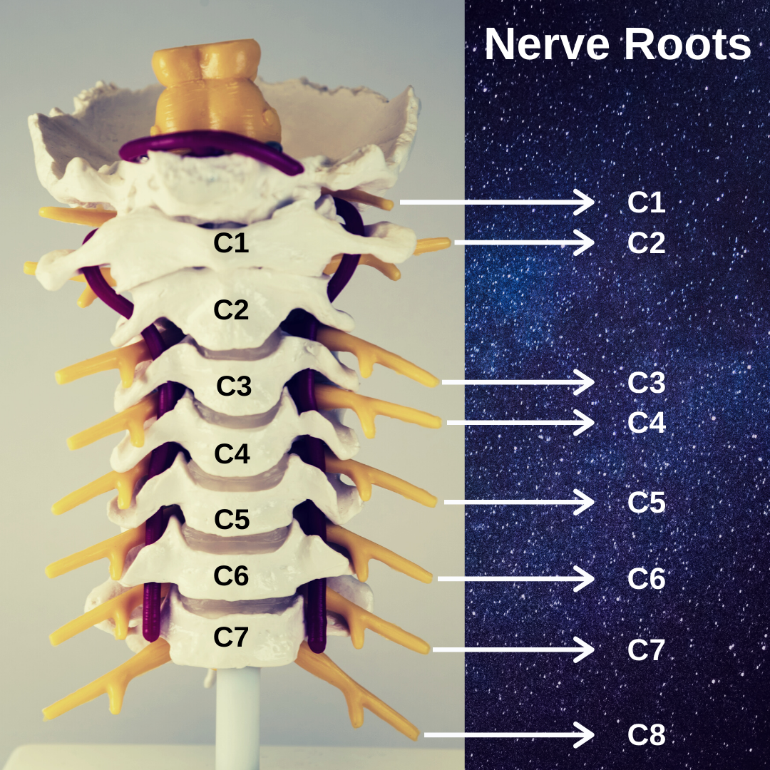 Cervical Radiculopathy Nerve Roots 2512