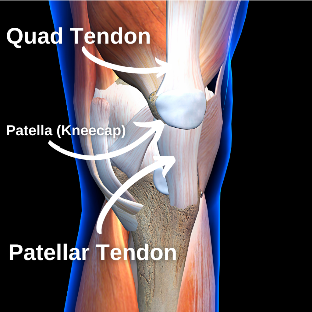 knee pain myths and the knee extensor mechanism
