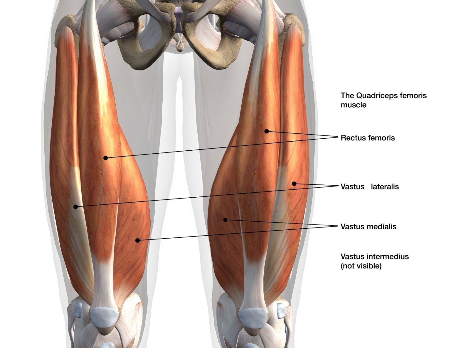 How to Recover from Quadriceps Injury (Pain Above the Knee) - Facts ...