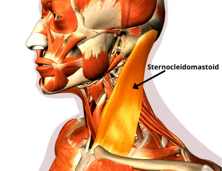 TMJ and Neck Pain? Here’s Why (and How to Treat It) - Facts & Physio