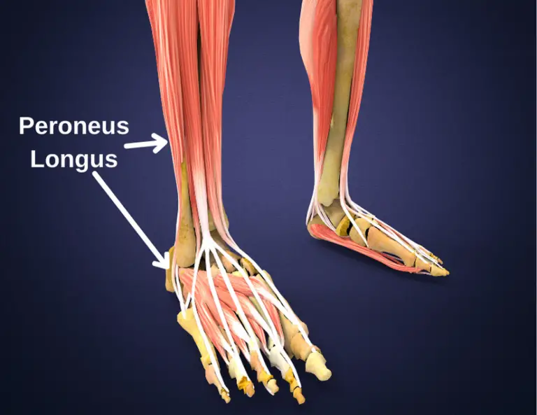 Peroneus longus muscle anatomy at lateral ankle
