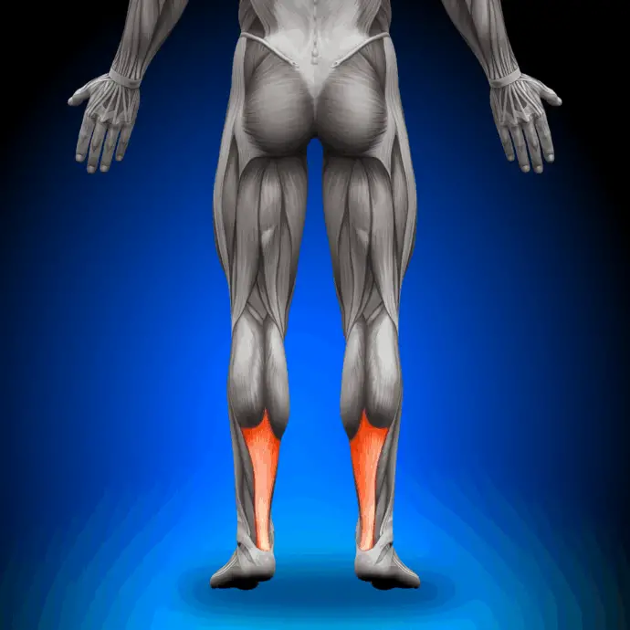 anatomy image of Achilles tendon showing location of Achilles tendon pain at posterior lower leg