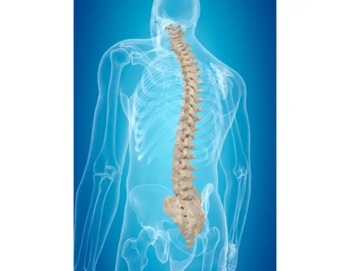 anatomy image of the cervical, thoracic and lumbar spine and sacrum; this article explains the truth about osteoarthritis which affects these structures