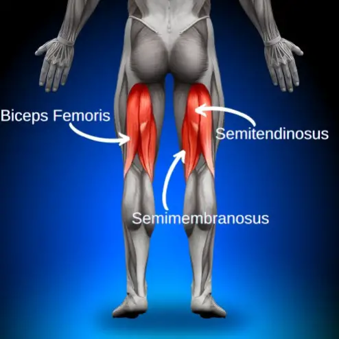 anatomy image of 3 hamstrings muscles to illustrate the location to fix tight hamstrings