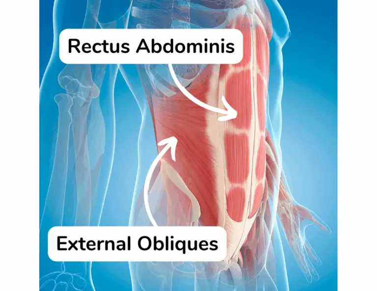 core strength involves muscles like the rectus abdominis and external obliques, whose anatomy is shown here at the anterior core