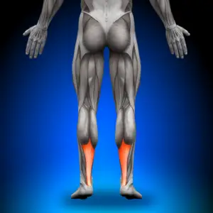 Achilles tendon pain affects the Achilles tendon, shown here at the posterior inferior aspect of the lower leg.