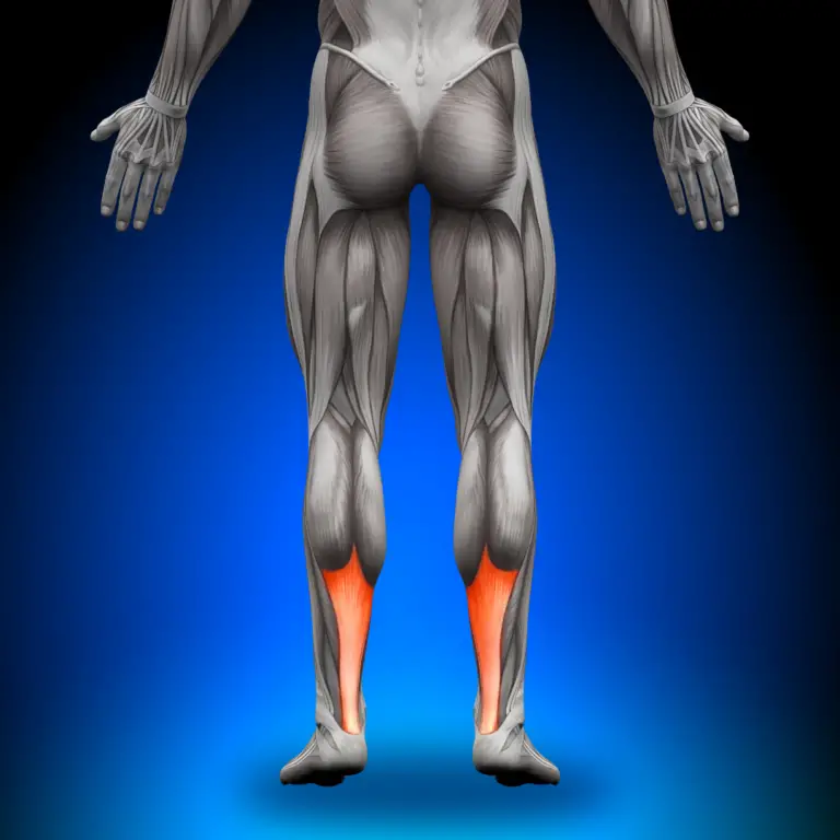 Achilles tendon pain affects the Achilles tendon, shown here at the posterior inferior aspect of the lower leg.